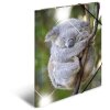 Herma Glossy Dieren a3 pp Koala Map