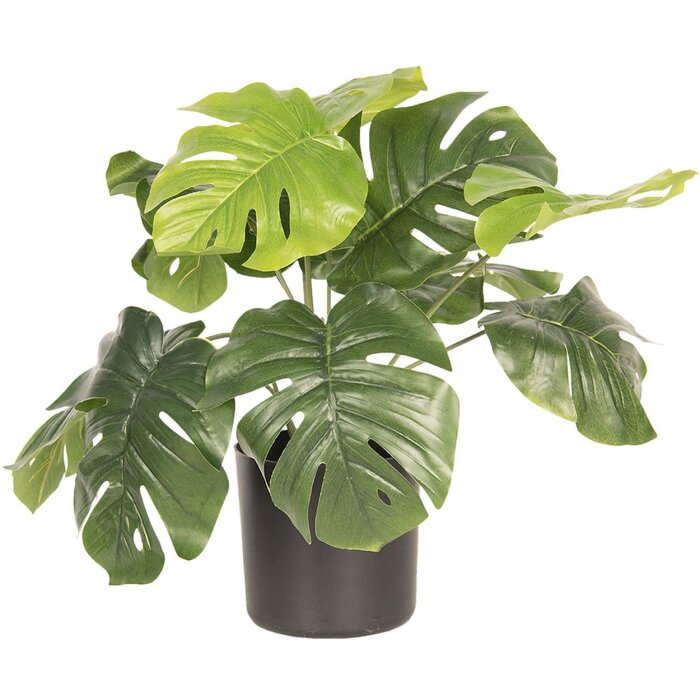 Decoratieplant Monstera Deliciosa 42x42x40 cm