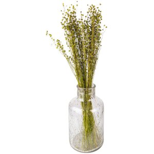 Clayre & Eef 5DF0018 Gedroogde bloemen 60 cm (100 gr) Groen