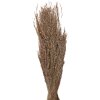 Clayre & Eef 5DF0020 Gedroogde bloemen 55 cm (100 gr) Beige