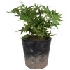 Clayre & Eef 6CE1719L Decoratie Bloempot Ø 17x16 cm Zwart Bruin