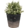 Clayre & Eef 6CE1719M Bloempot Zwart Bruin Ø 15x14 cm Decoratie